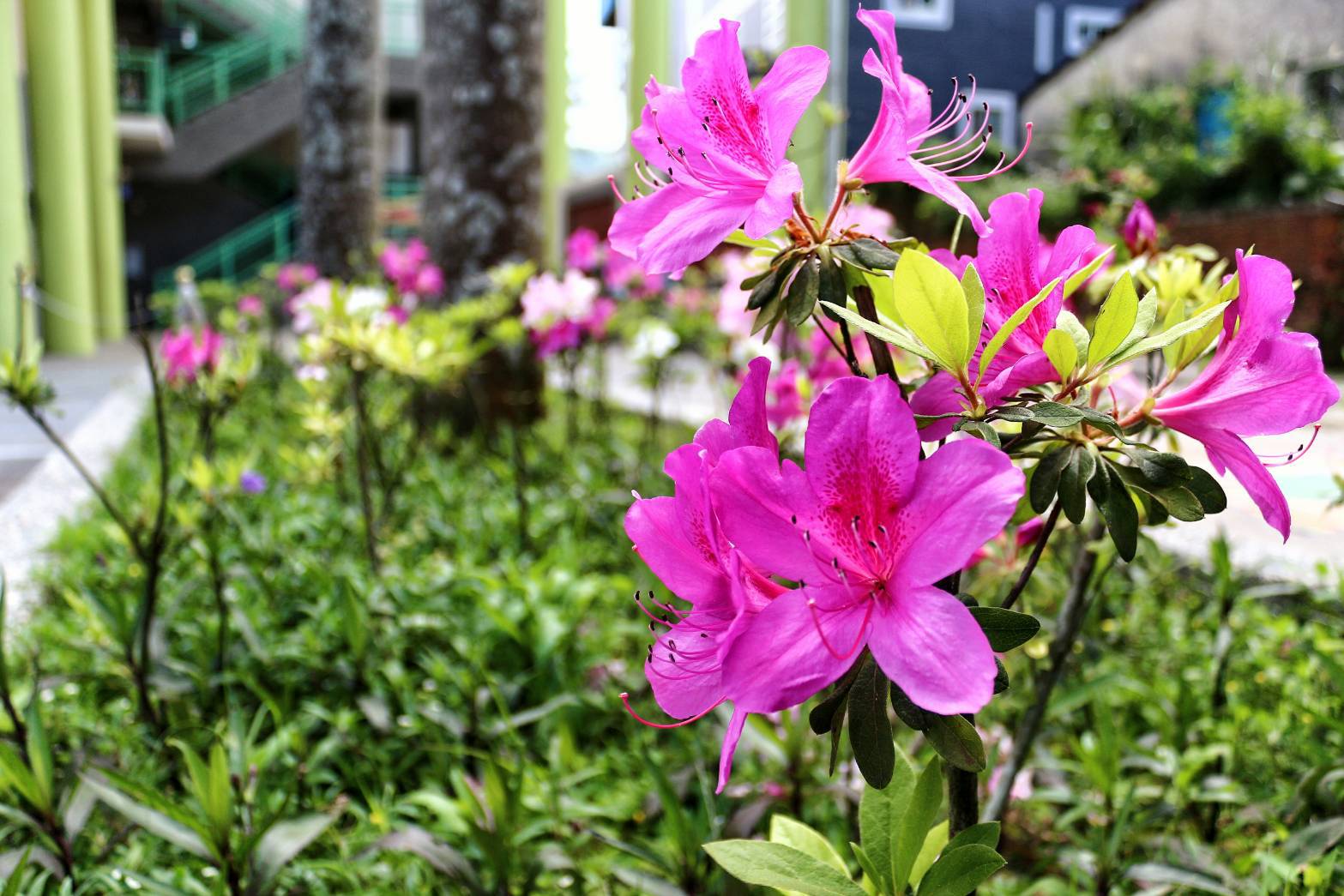 校景照：美麗的花朵